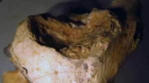Κόμπρες στον Αξιό και κροκόδειλοι στην Εύβοια ζούσαν πριν από εκατομμύρια χρόνια