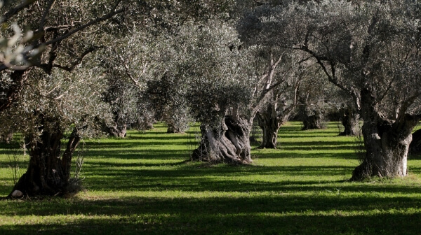 Εγκρίθηκαν 23,4 εκ. ευρώ για εγκατάσταση νέων αγροτών στην Αν. Μακεδονία-Θράκη