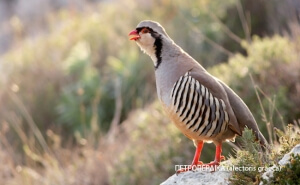 Υπογράφτηκε η φετινή ρυθμιστική απόφαση για το κυνήγι