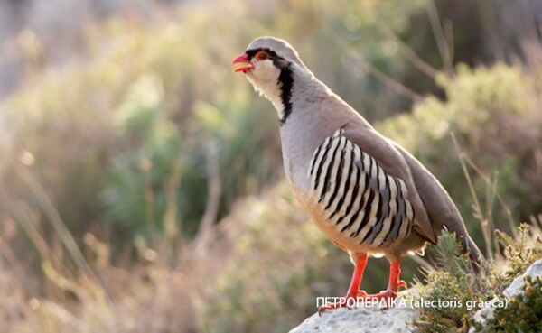 Υπογράφτηκε η φετινή ρυθμιστική απόφαση για το κυνήγι