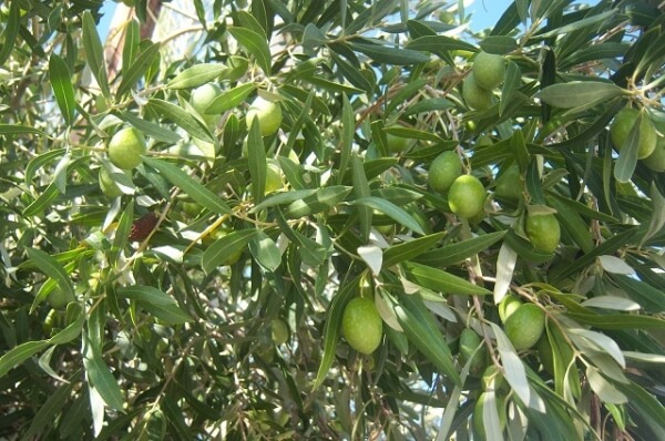 Έναρξη τρίτου ψεκασμού δακοκτονίας