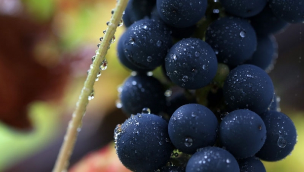 Ένα τσαμπί σταφύλια πουλήθηκε στην Ιαπωνία για σχεδόν 10.000 ευρώ