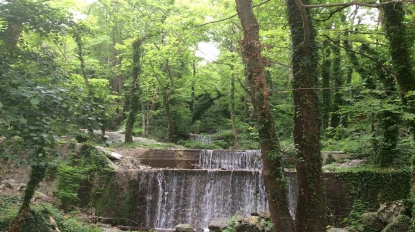 Ενημέρωση για τη διαδικασία των ενστάσεων επί των δασικών χαρτών