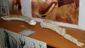 Μοναδικός για τα ελληνικά δεδομένα ο χαυλιόδοντας του Μαμούθ του Νότου