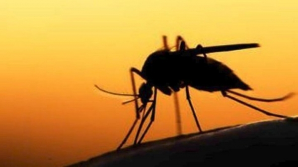 Αυξητική η τάση των κρουσμάτων του ιού του Δυτικού Νείλου
