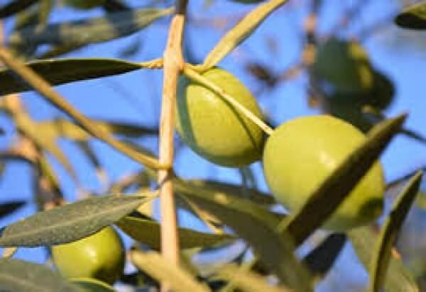 Ελιά, ο Χρυσός της Χαλκιδικής, Καλλιέργεια, Φυτοπροστασία και Επεξεργασία