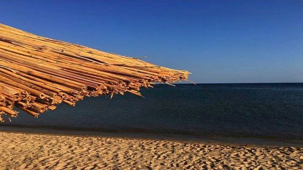 Νεκρό δελφίνι εκβράστηκε στην παραλία Διονυσίου