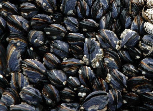 Ένα μόνο μηχάνημα πανελλαδικά για τους ελέγχους στα μύδια.