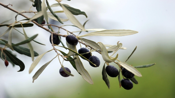Μειωμένη φέτος κατά περίπου 20% η παραγωγή ελαιολάδου