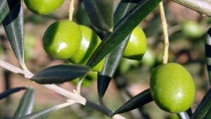 Χαλκιδική: Ευνοϊκές συνθήκες για την επιτραπέζια ελιά