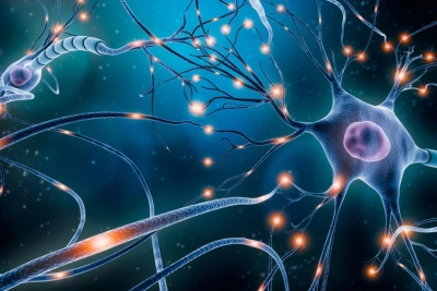 Εντοπίστηκαν νευρώνες που αποκαθιστούν το βάδισμα στους παράλυτους, μετά από ηλεκτρική διέγερση
