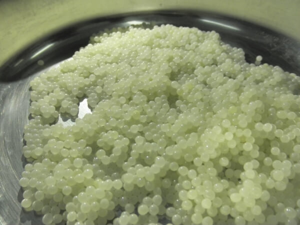 Λευκό χαβιάρι από...σαλιγκάρια, που πωλείται 3.200 ευρώ/κιλό, παρήγαγαν για πρώτη φορά στην Ελλάδα μαθητές στην Αμερικανική Γεωργική Σχολή