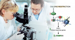 Ερευνητές του Πανεπιστημίου Κύπρου ταυτοποίησαν ένζυμο που ελέγχει την γήρανση