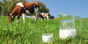Τα παιδιά που δεν πίνουν αγελαδινό γάλα, αλλά φυτικής προέλευσης, έχουν μικρότερο ύψος