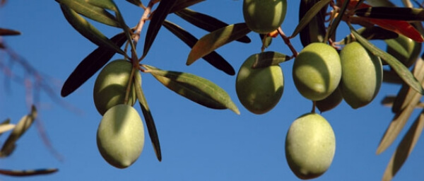 Αύξηση στις εξαγωγές επώνυμου τυποποιημένου ελαιολάδου το 2016