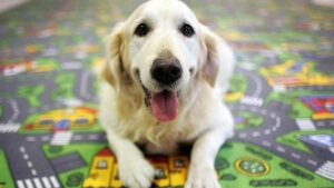 Στείρωση ή αποστολή DNA για τα ζώα συντροφιάς προβλέπει ν/σ που κατατέθηκε στη Βουλή