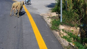 Πρόβατο στη Μουδανιών απομακρύνθηκε από περιπολικό