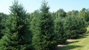 Γιορτή Ελάτου - Ο Ταξιάρχης «Ανάβει» το πρώτο Χριστουγεννιάτικο δέντρο