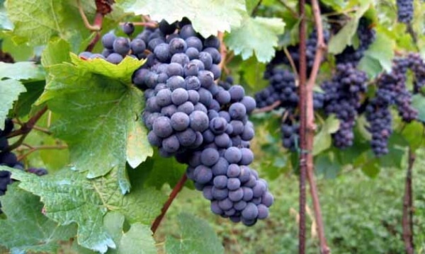 Συμπληρωματικό Πρόγραμμα Αναδιάρθρωσης και Μετατροπής Αμπελουργικών Εκτάσεων» 2016 - 2017