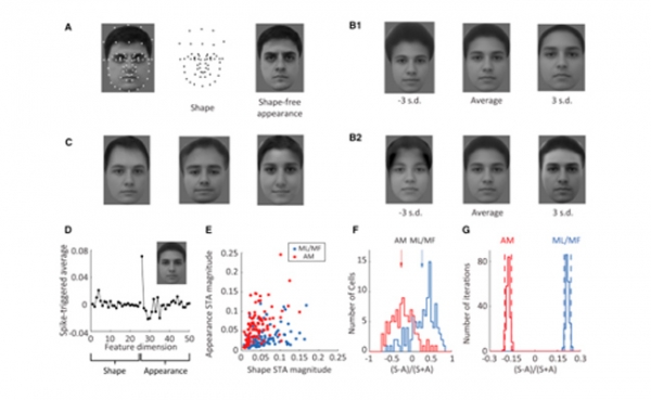 Οι επιστήμονες κατάφεραν επιτέλους να «σπάσουν τον κώδικα» που ο εγκέφαλος χρησιμοποιεί για να αναγνωρίζει τα πρόσωπα