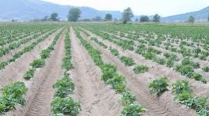 Οι παραγωγοί πατάτας στο Κάτω Νευροκόπι εκπέμπουν “SOS” για το μέλλον της καλλιέργειάς τους