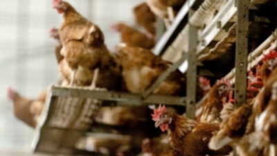 Το «πράσινο φως» για το πρώτο εργαστηριακό κρέας πουλερικών για ανθρώπινη κατανάλωση έδωσε η FDA